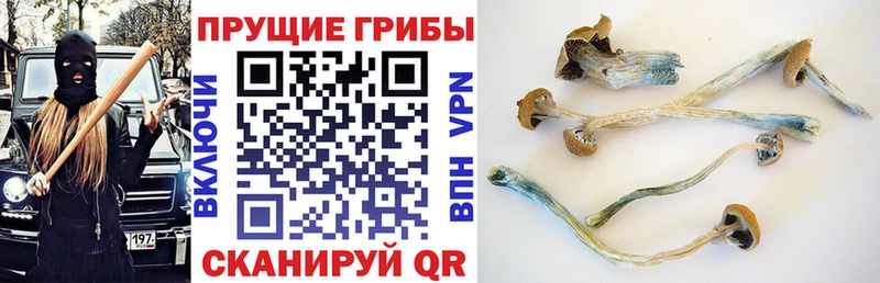 Псилоцибиновые грибы Psilocybe Кувшиново